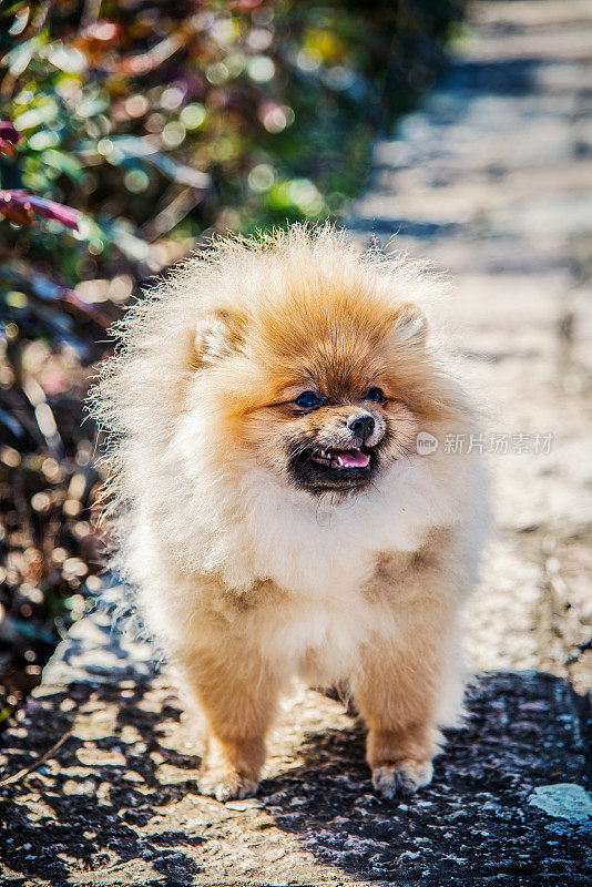 美丽的雌性博美犬