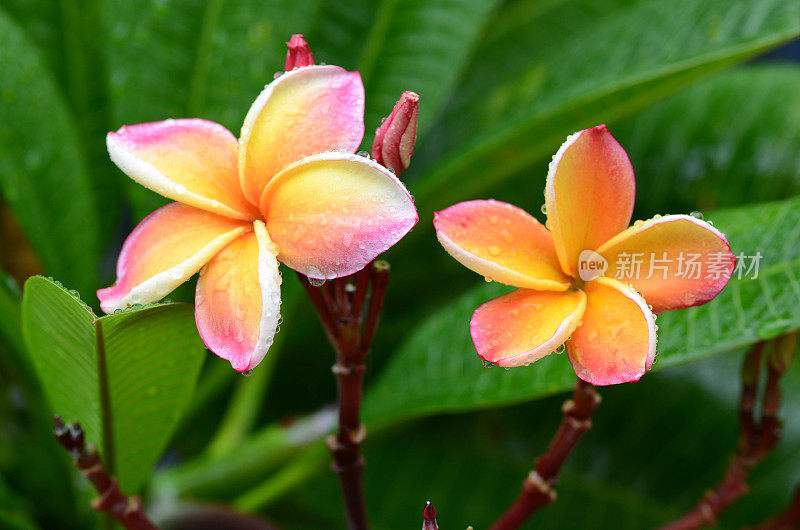 泰国粉红色的鸡蛋花。