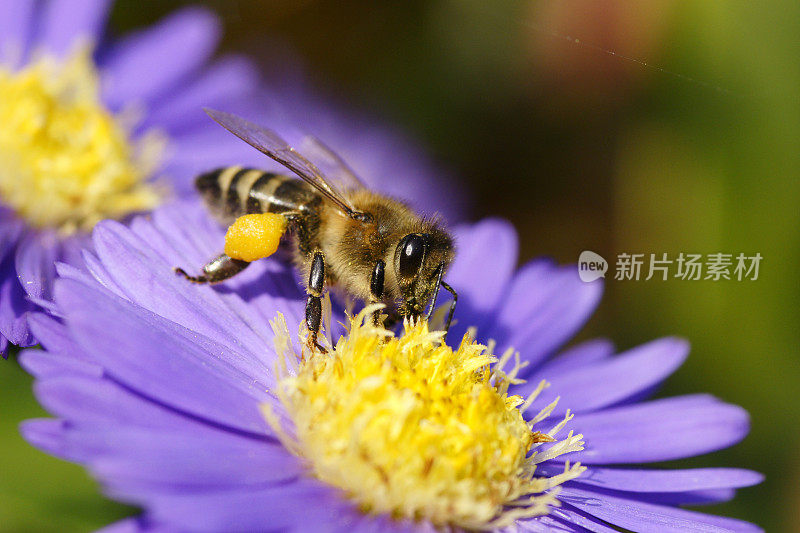 蜜蜂在米迦勒菊上