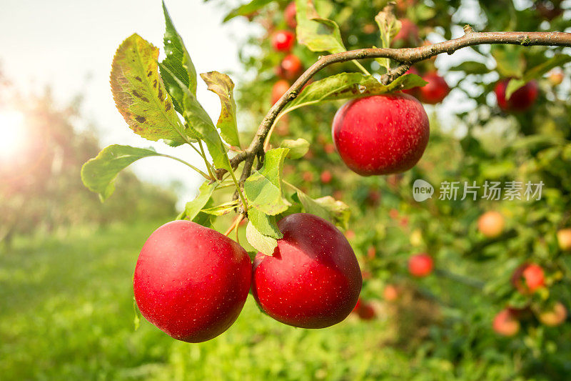 阳光下的苹果树