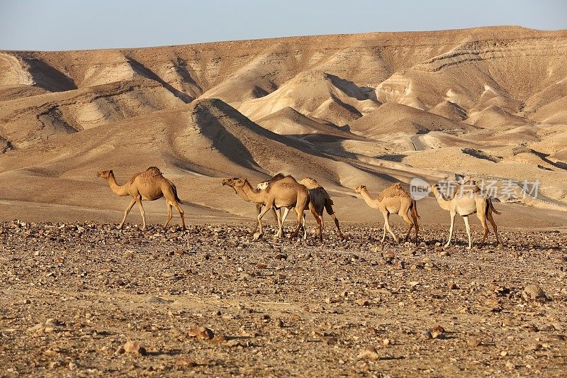 内盖夫沙漠以色列骆驼