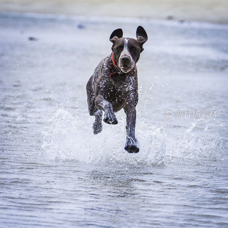 在海滩上溅起海浪的狗德国短毛猎狗