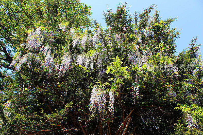 紫丁香花图片(品种:紫藤)