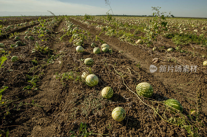 西瓜地，中央谷，加利福尼亚