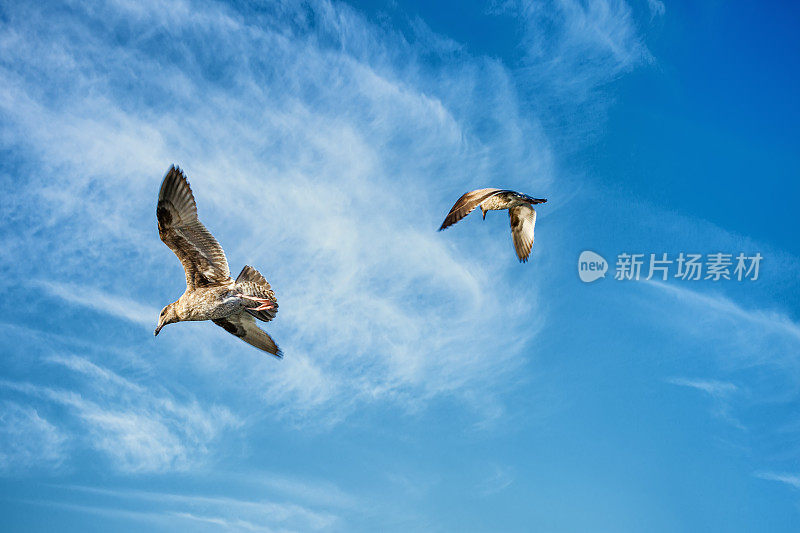 天空中飞翔的海鸥