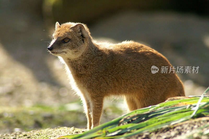 黄色的猫鼬