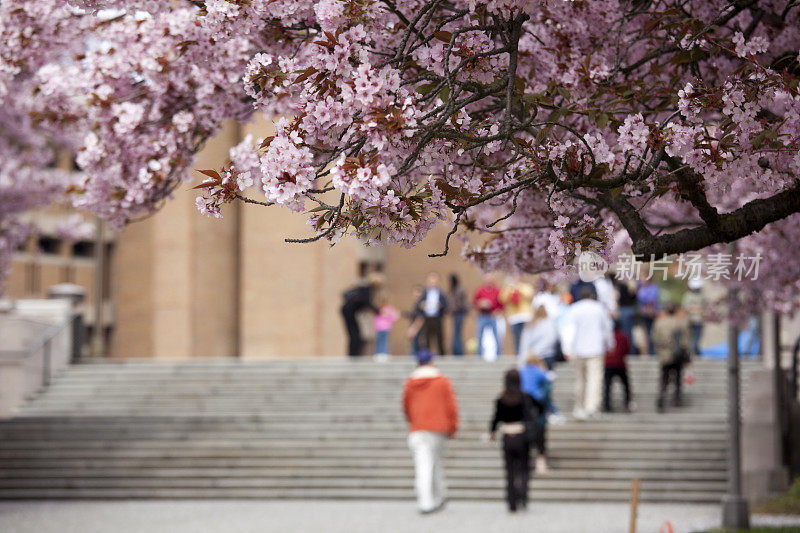 华盛顿大学附近的樱花盛开