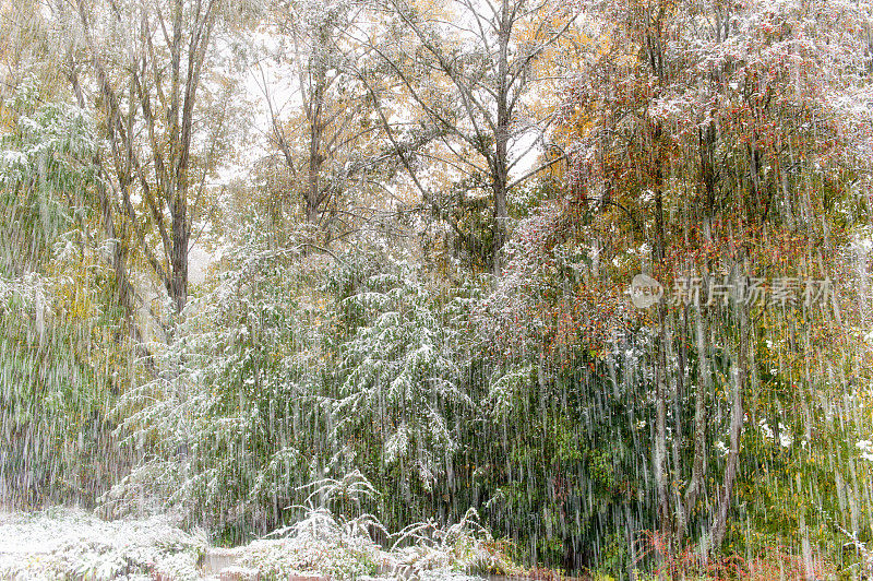 今年的第一场雪