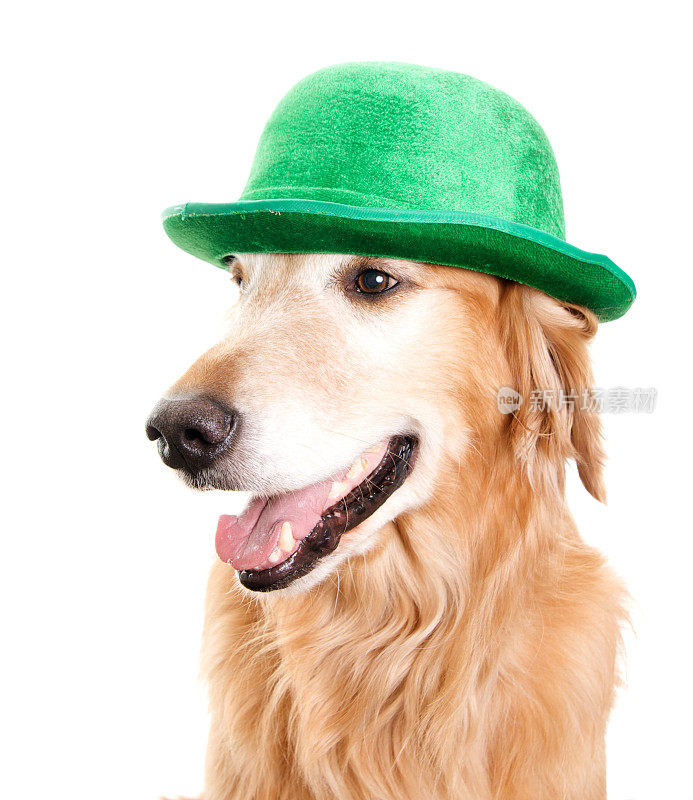 戴着绿色礼帽的金毛寻回犬
