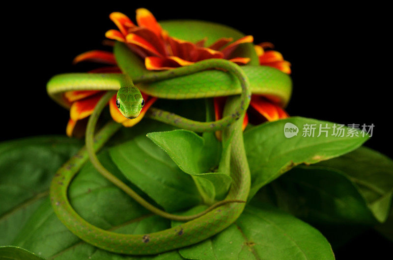 粗糙的绿色蛇包裹百日草花