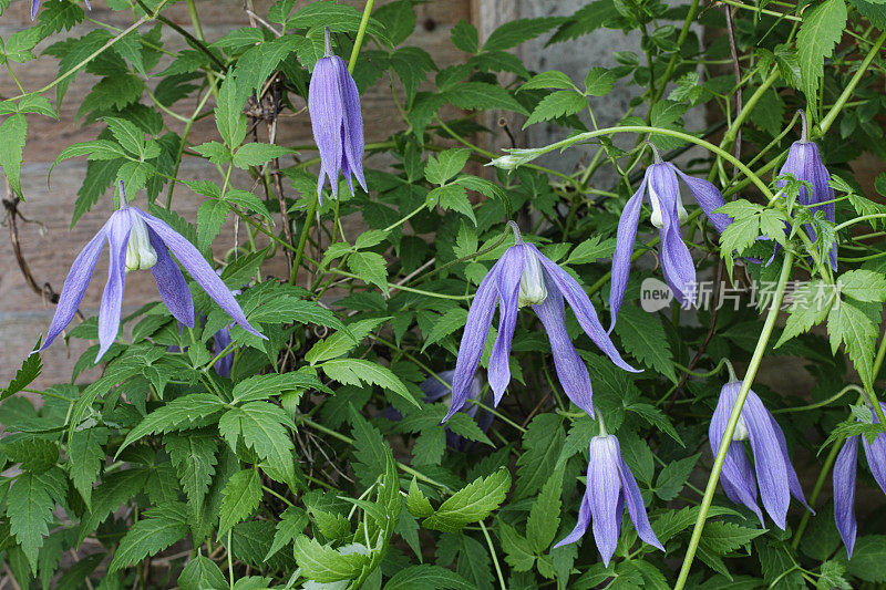 大瓣铁线莲青鸟垂花