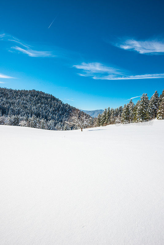 冬季景观与雪和树