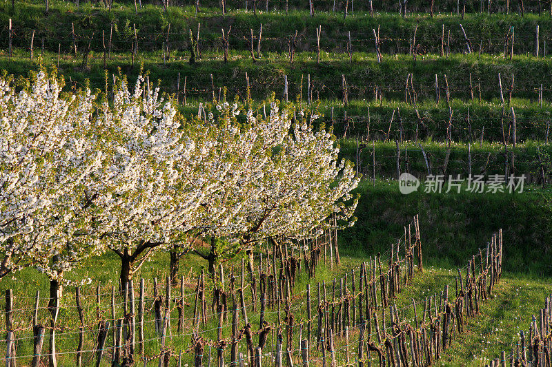 斯洛文尼亚的春天，葡萄园中盛开的樱桃树