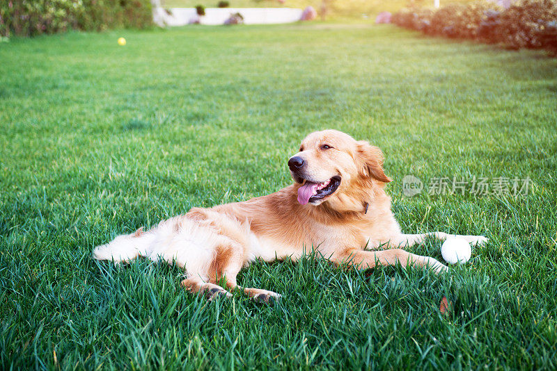 顽皮的金毛猎犬与网球在户外草地上
