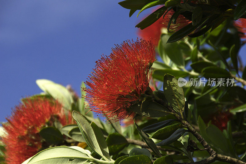 Pohutukawa花