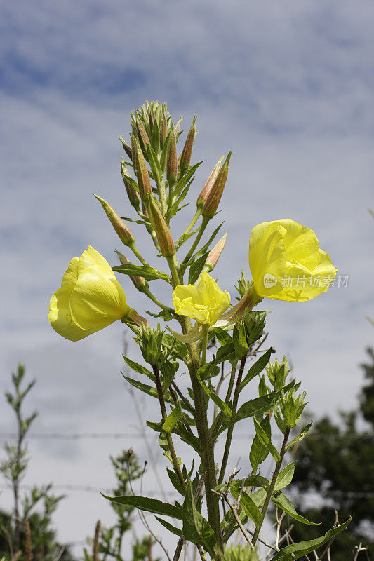 野月见草