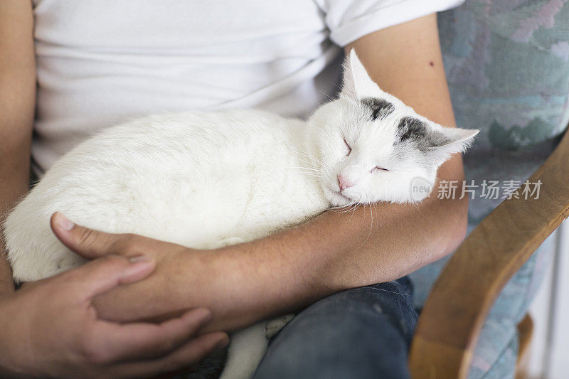 白猫主人在一起，宠物的爱