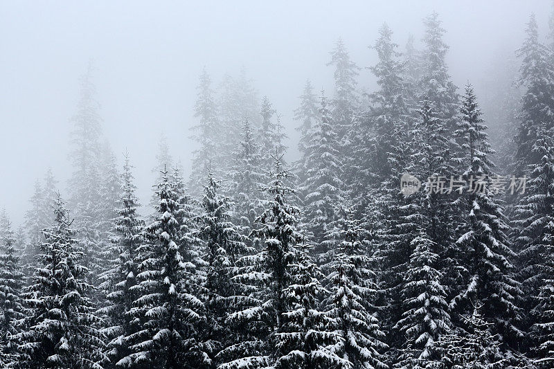 山上有森林，有雪，有雾