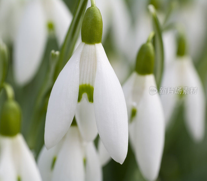 春天的雪花莲(雪花莲)(特写)