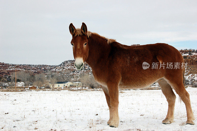 雪地里的红色骡子