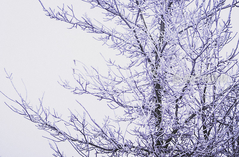 第一个冬天降雪。光秃秃的树枝上爬满了雪