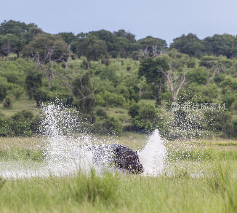 河马冲过水，溅起水花;Chobe_N.P。、博茨瓦纳