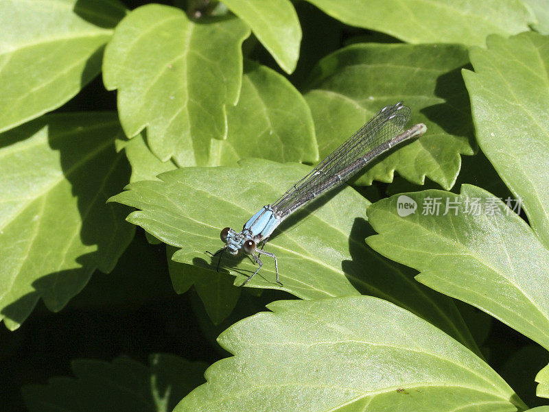 蓝色Dragonfly-Zoom