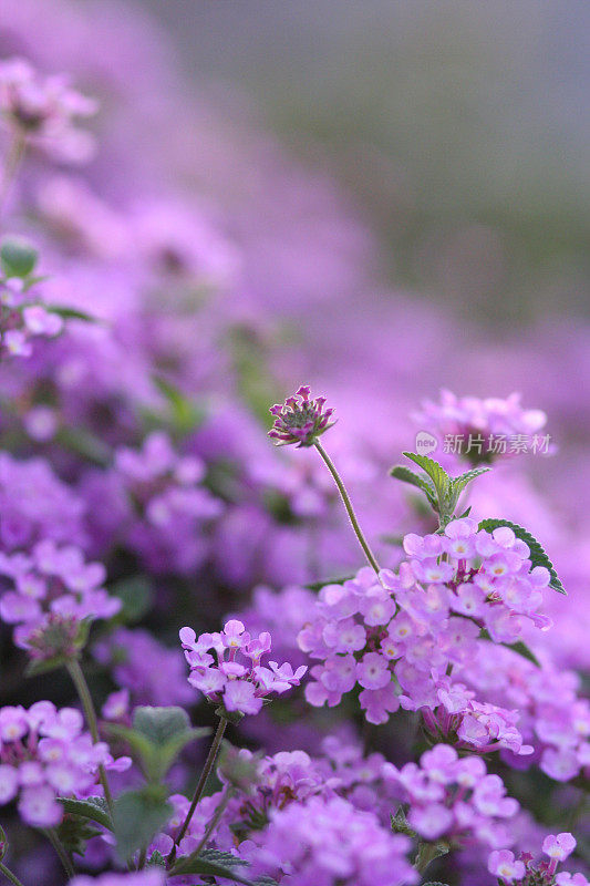 卡马拉lantana