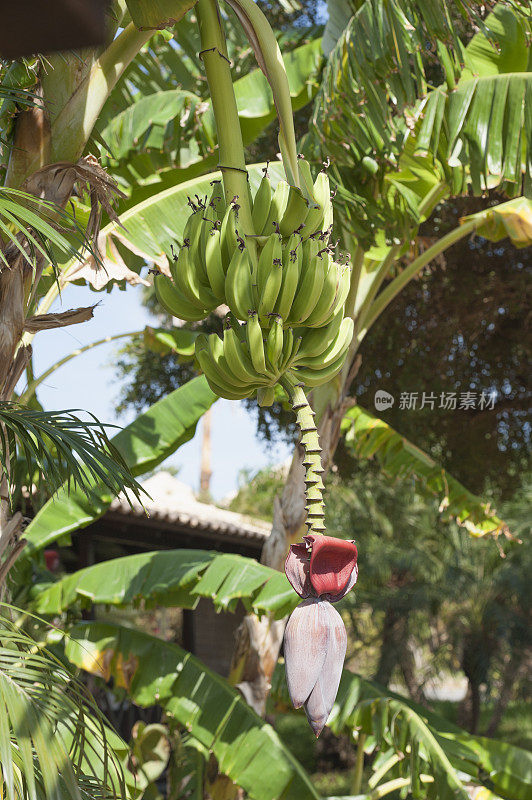 香蕉挂在树上
