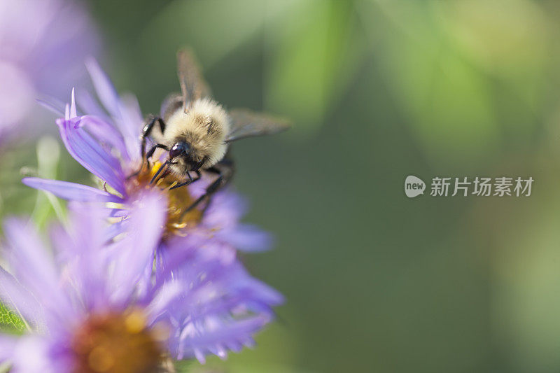 大黄蜂在花上