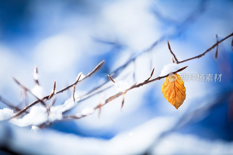 去年秋叶在雪的冬天XXXL