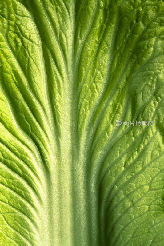 中国生菜的特写