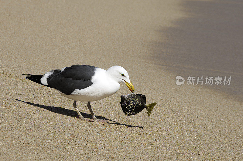 海鸥和鲜鱼