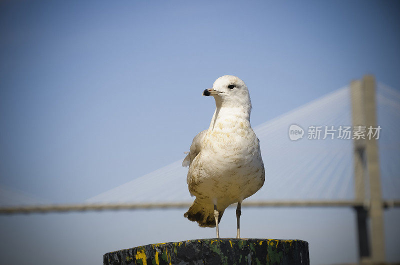 佐治亚州萨凡纳河