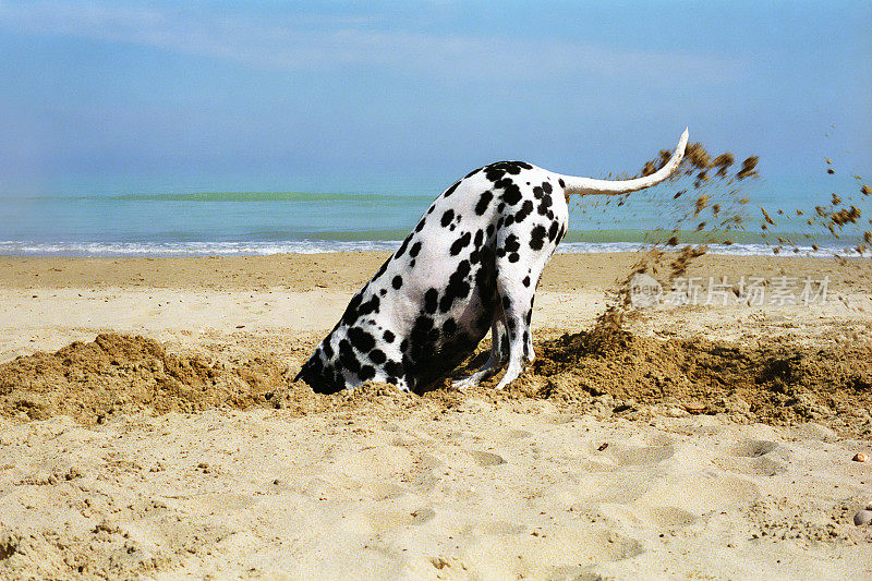 狗在沙滩上挖掘-达尔马提亚