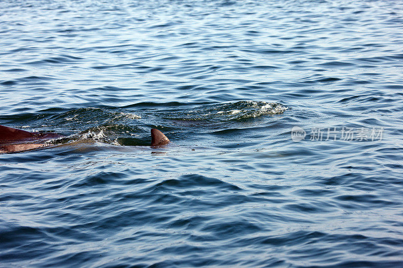 在秘鲁附近的太平洋中野生的海豚