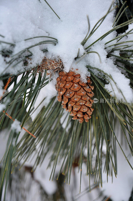 雪下的松果