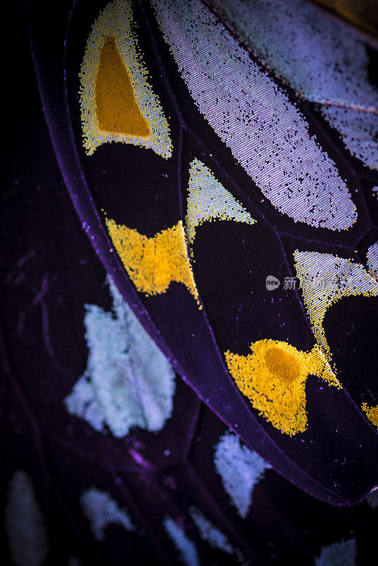 紫黄色蝴蝶翅膀