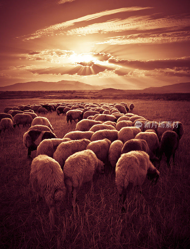 羊群在开阔地吃草，夕阳透过云层