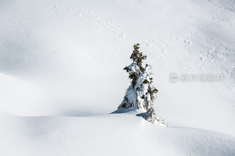 白雪覆盖的松树