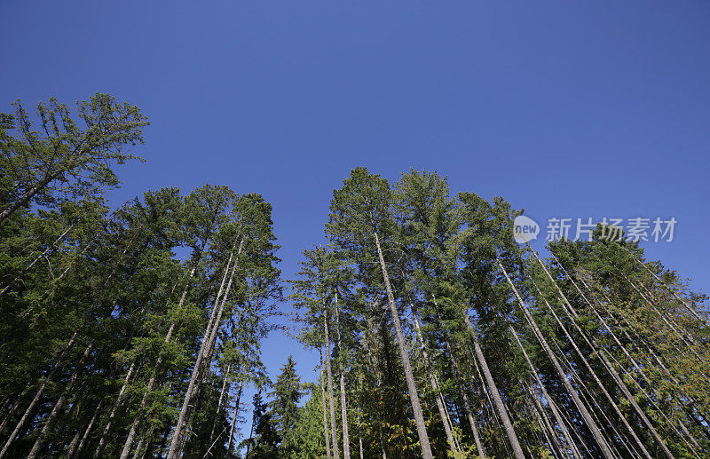 高大的落叶树在温哥华岛，不列颠哥伦比亚省，加拿大