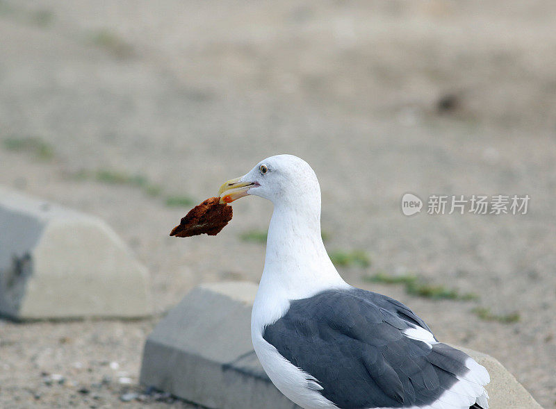 海鸥拿着一块面包