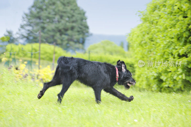 草地上奔跑的狗