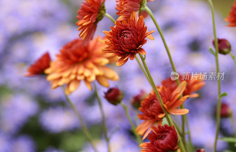 红米迦勒节雏菊