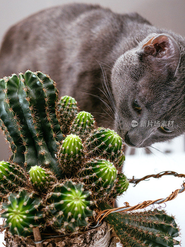 俄罗斯蓝猫在家里玩盆栽仙人掌