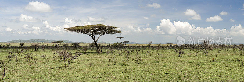 非洲大草原全景