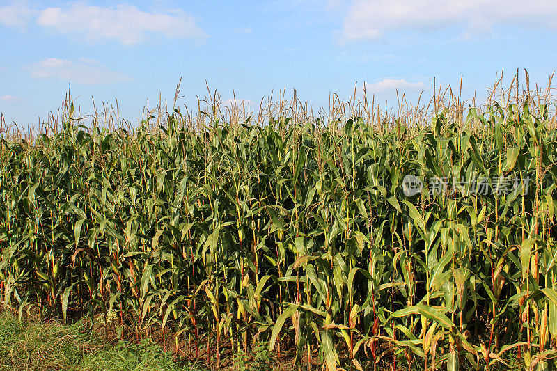 农业农场种植玉米棒子、玉米、甜玉米等作物，农田里一片蓝天