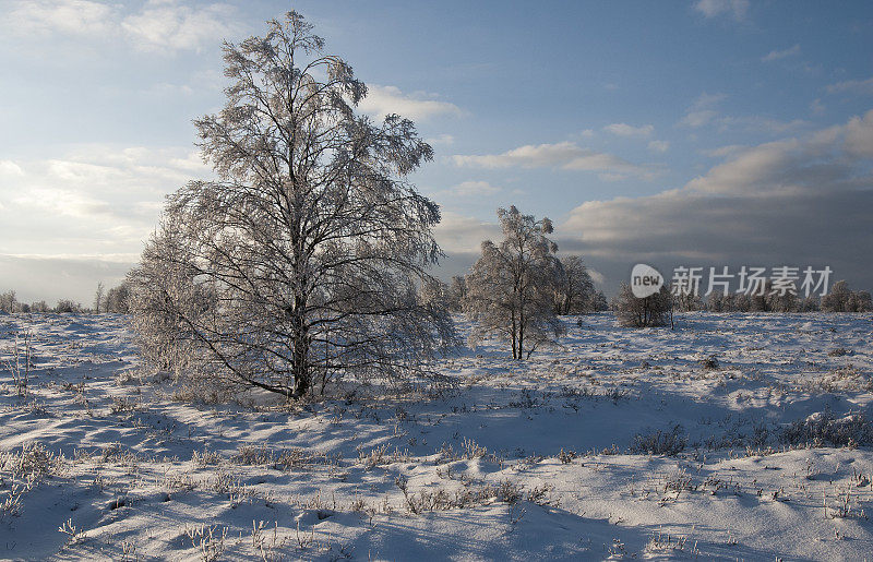 白雪皑皑的冬季景观与树木在沼泽高原高沼泽