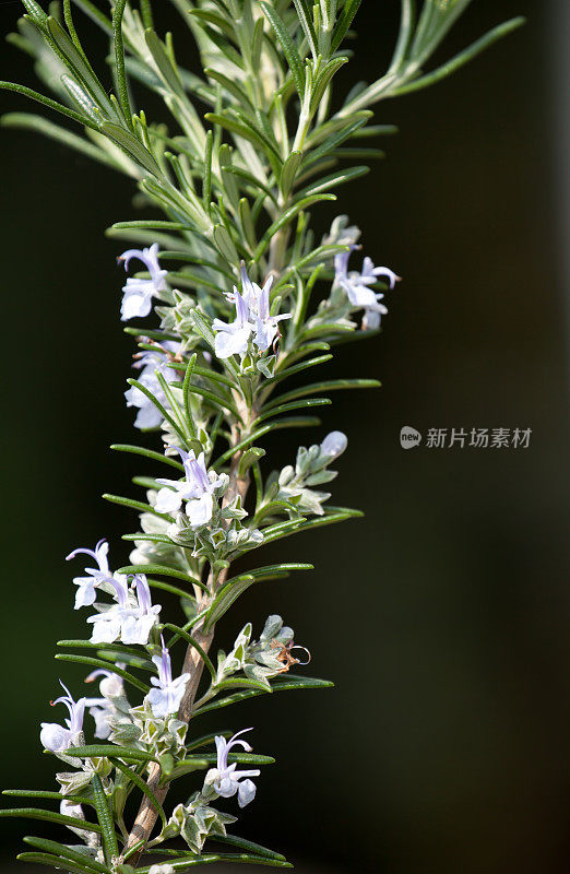 迷迭香(迷迭香属officinalis)