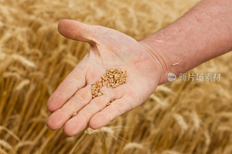小麦产量
